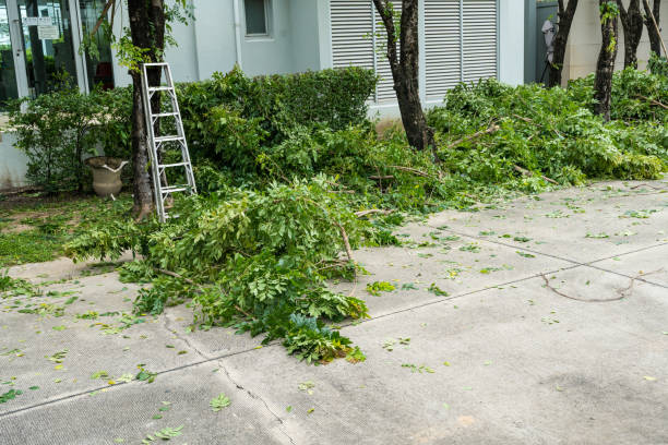 Best Palm Tree Trimming  in Wolfforth, TX