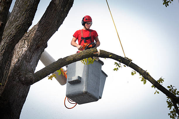 Best Tree Preservation Services  in Wolfforth, TX