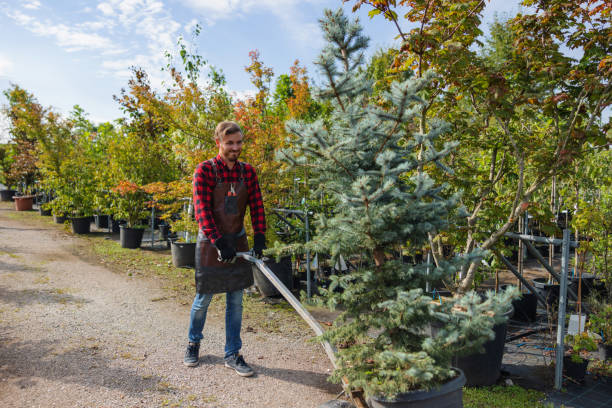 How Our Tree Care Process Works  in  Wolfforth, TX